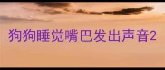 狗狗睡觉嘴巴发出声音
