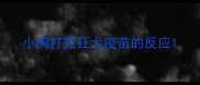 小狗打完狂犬疫苗的反应
