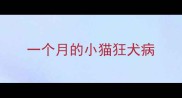 一个月的小猫狂犬病