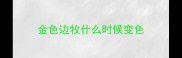 金色边牧什么时候变色
