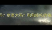 拉布拉多吃猪血馒头能吃吗危害大吗狗狗能吃的猪血馒头做法与注意事项