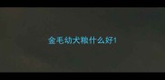 金毛幼犬粮什么好