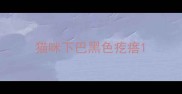 猫咪下巴黑色疙瘩