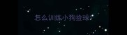 怎么训练小狗捡球