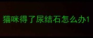 猫咪得了尿结石怎么办