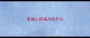 泰迪小狗满月吃什么