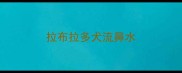 拉布拉多犬流鼻水