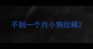不到一个月小狗拉稀