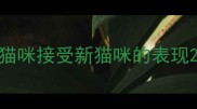 猫咪接受新猫咪的表现