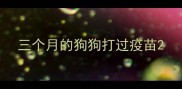 三个月的狗狗打过疫苗