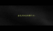 金毛犬和边牧哪个大