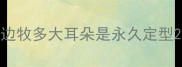 边牧多大耳朵是永久定型