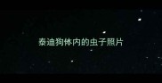 泰迪狗体内的虫子照片