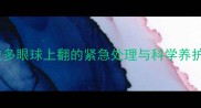 拉布拉多眼球上翻的紧急处理与科学养护指南