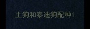 土狗和泰迪狗配种
