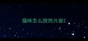 猫咪怎么突然兴奋