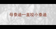 母泰迪一直咬小泰迪