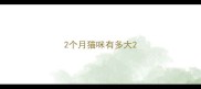 2个月猫咪有多大