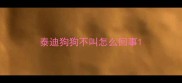 泰迪狗狗不叫怎么回事