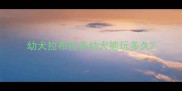 幼犬拉布拉多幼犬能玩多久
