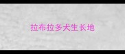 拉布拉多犬生长地
