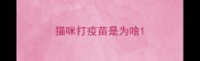 猫咪打疫苗是为啥
