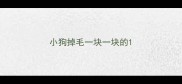 小狗掉毛一块一块的