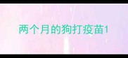 两个月的狗打疫苗