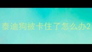 泰迪狗被卡住了怎么办