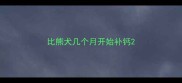 比熊犬几个月开始补钙