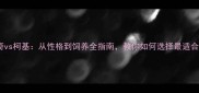 深度哈士奇vs柯基从性格到饲养全指南教你如何选择最适合的宠物犬