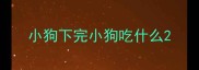 小狗下完小狗吃什么
