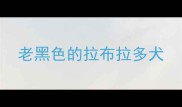 老黑色的拉布拉多犬