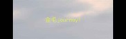 金毛journey