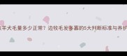 边境牧羊犬毛量多少正常边牧毛发多寡的5大判断标准与养护指南