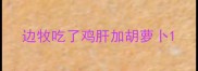 边牧吃了鸡肝加胡萝卜