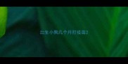 出生小狗几个月打疫苗