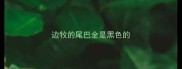 边牧的尾巴全是黑色的