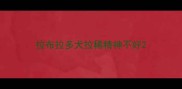 拉布拉多犬拉稀精神不好