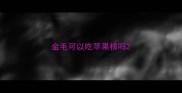 金毛可以吃苹果核吗