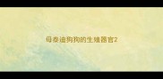 母泰迪狗狗的生殖器官