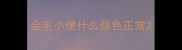 金毛小便什么颜色正常