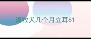 德牧犬几个月立耳6