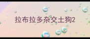 拉布拉多杂交土狗