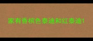家有香槟色泰迪和红泰迪