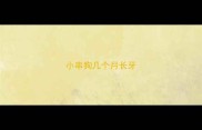 小串狗几个月长牙