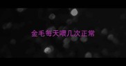 金毛每天喂几次正常