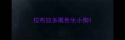 拉布拉多黑色生小狗