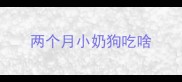 两个月小奶狗吃啥