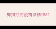 狗狗打完疫苗没精神6